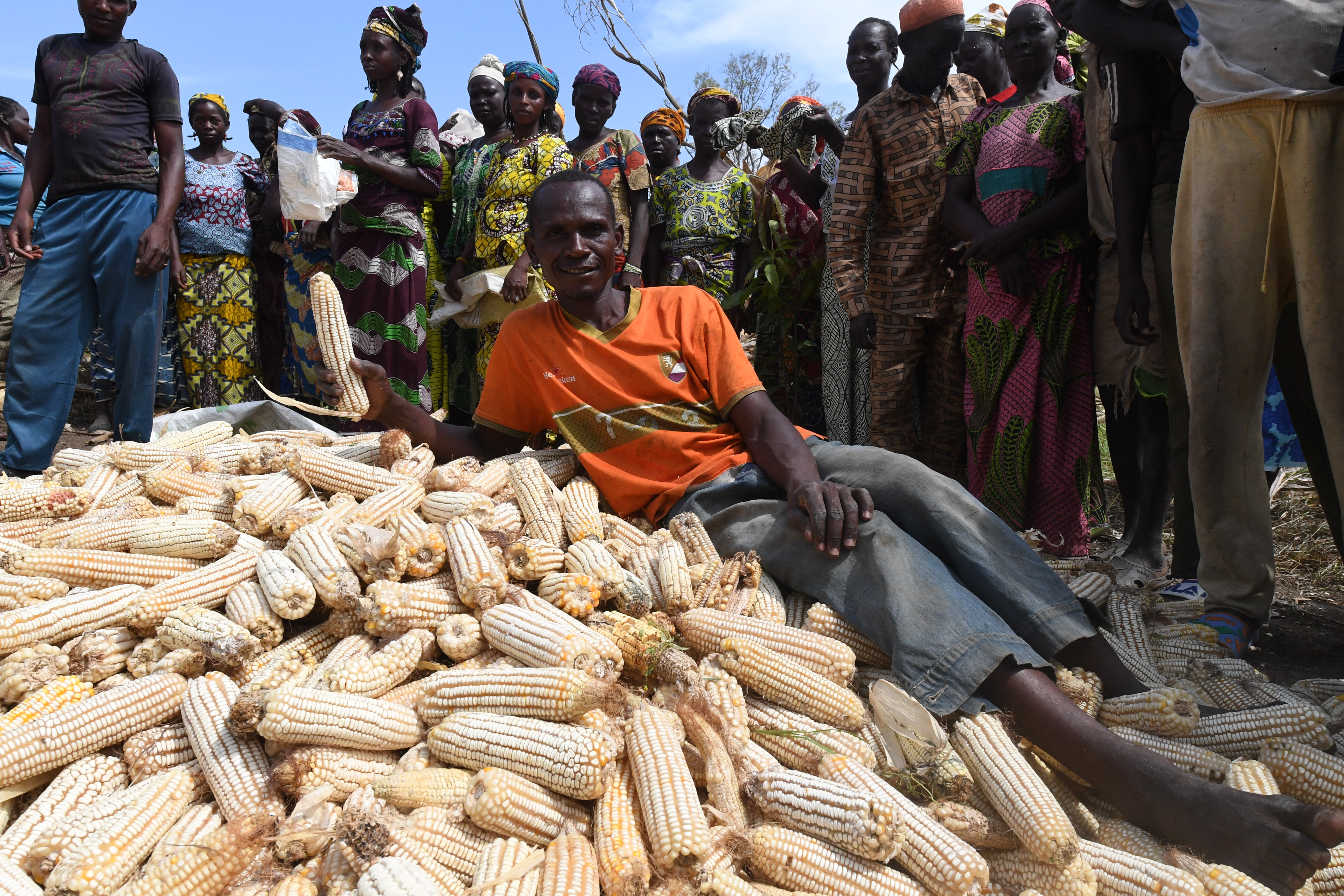Cameroun : autour du maïs, réfugiés et camerounais s’associent pour gagner leur autonomie
