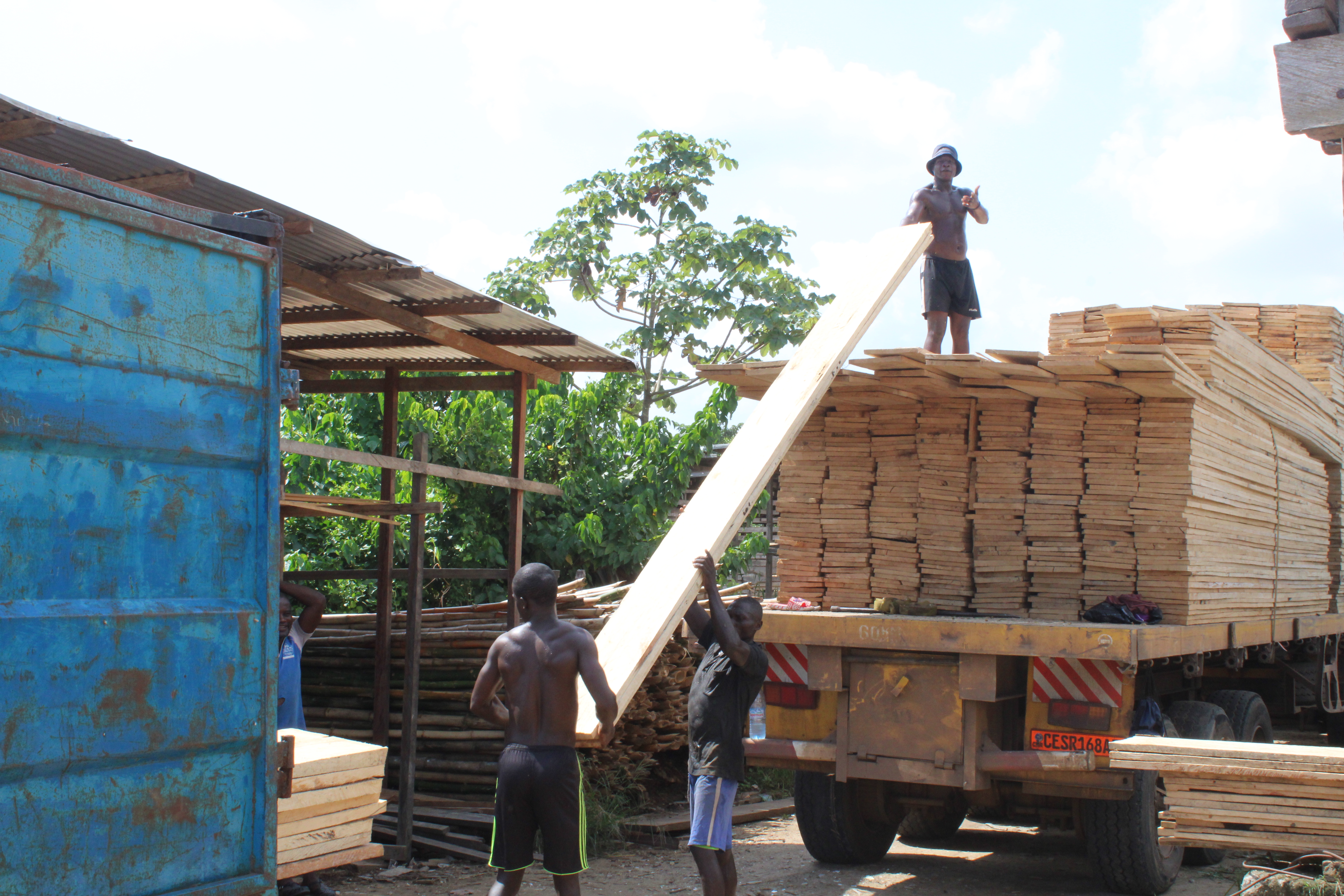 Boosting legal timber supply in Cameroon 
