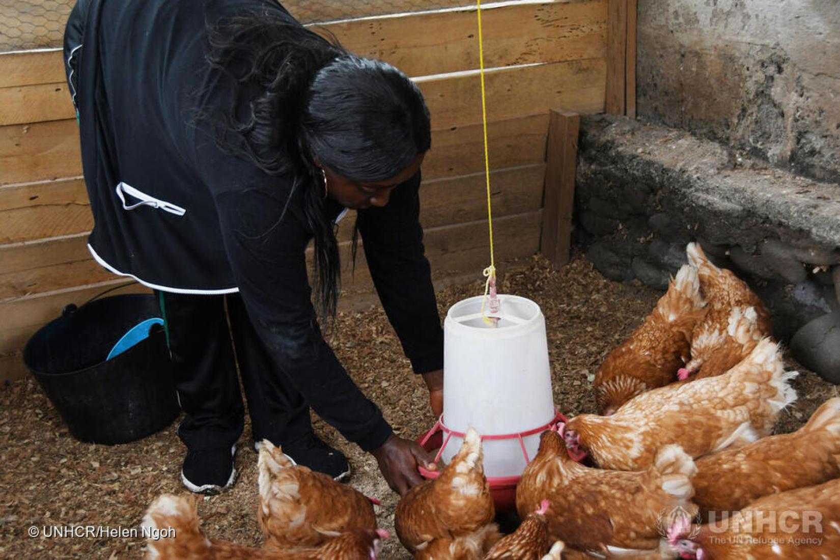 UNHCR/FAO mini egg poultries for income generation.