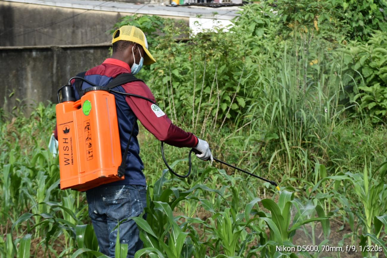 lutte intégrée contre la Chenille légionnaire d’automne