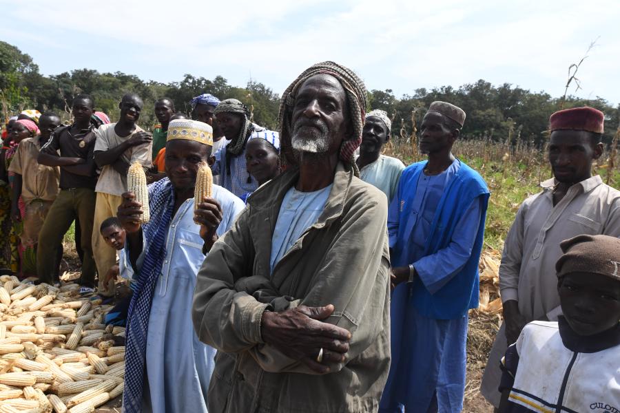 Cameroun Autour Du Maïs Réfugiés Et Camerounais Sassocient Pour